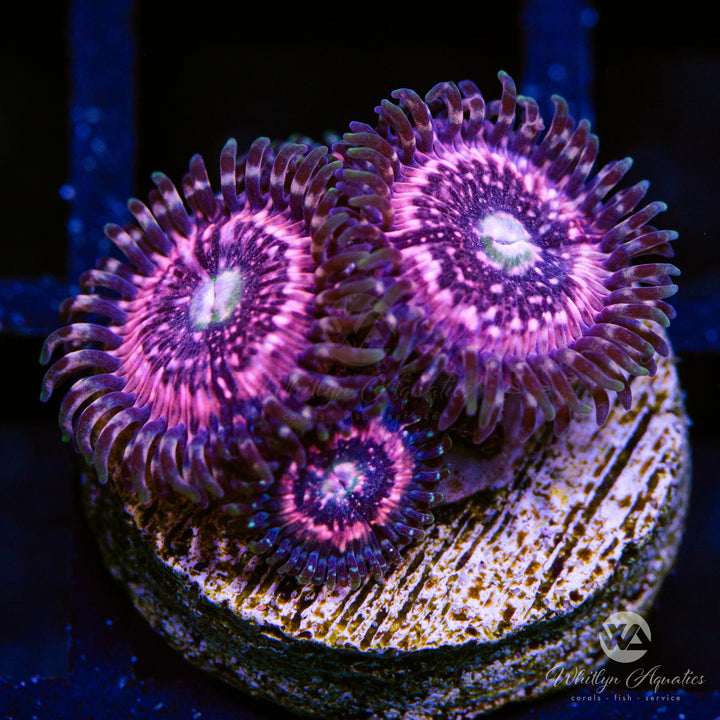 WA Pink Zipper Zoa Zoanthid