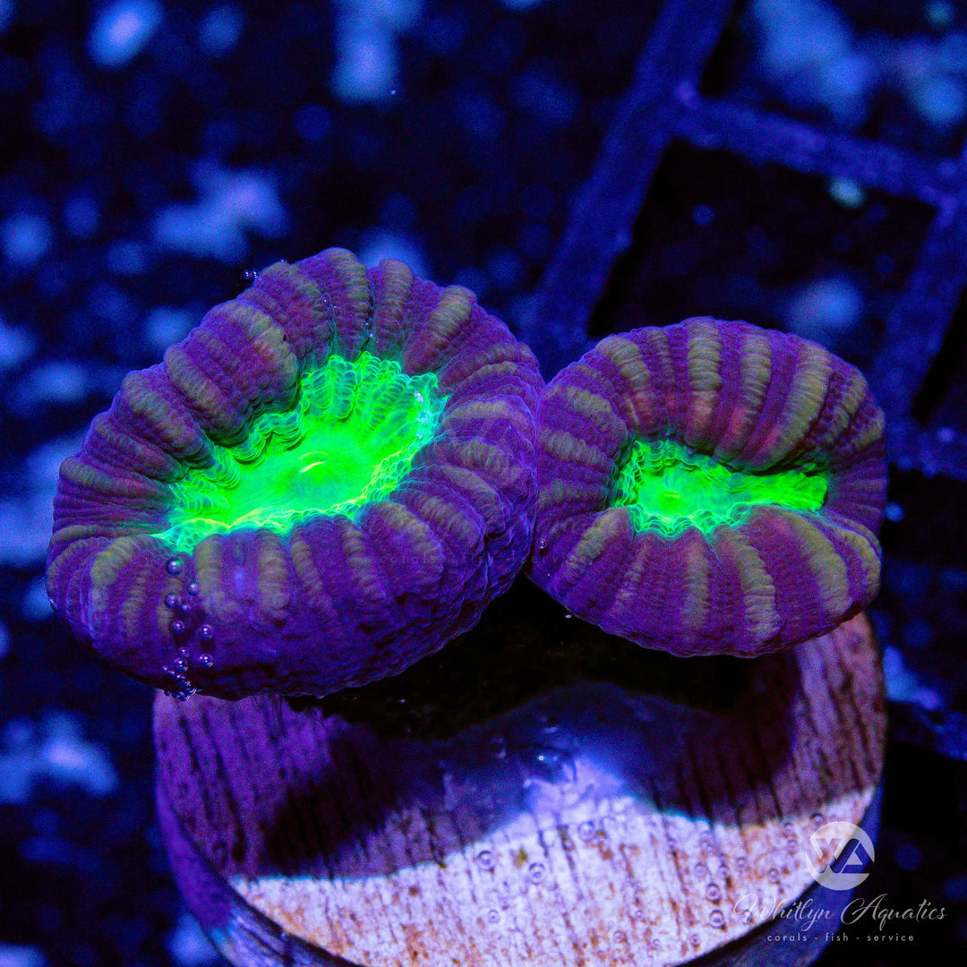 Purple & Green Trumpet Coral