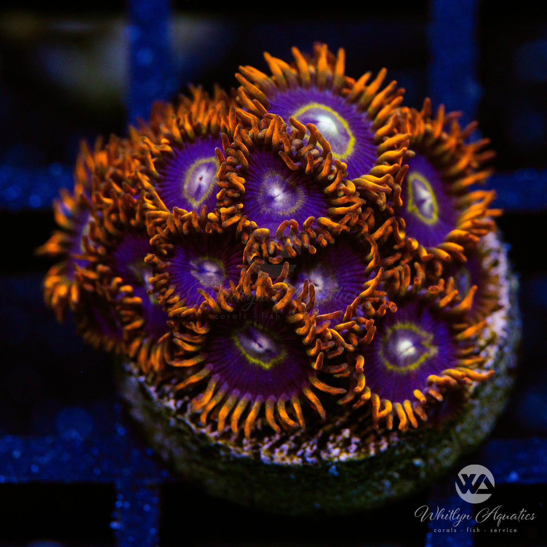 Rainbow Hornet Zoanthids – Whitlyn Aquatics