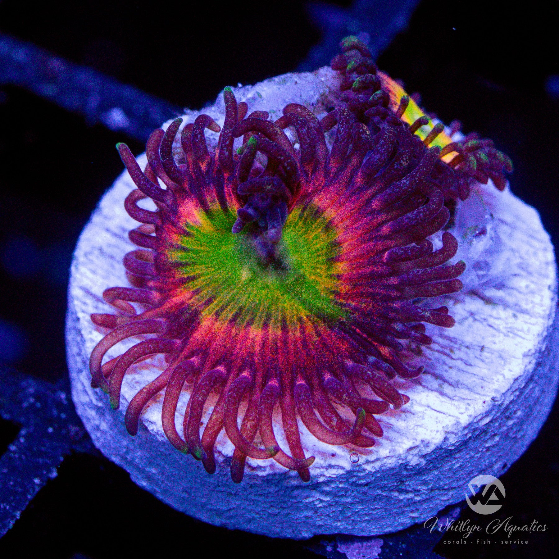 Rainbow Infusion Zoanthids – Whitlyn Aquatics