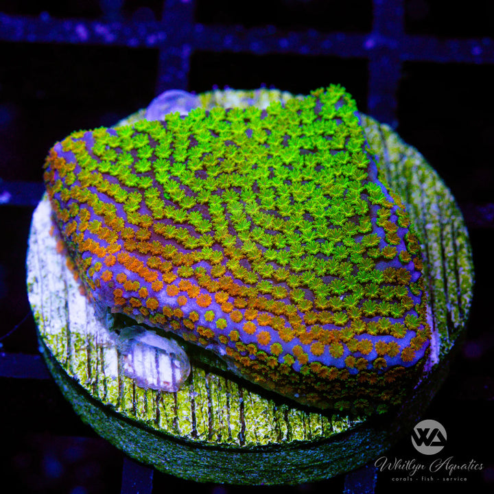 Rainbow Montipora