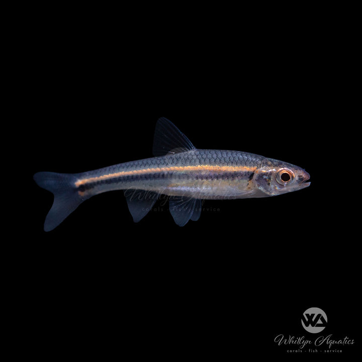 Rainbow Shiner - Notropsis chrosomus