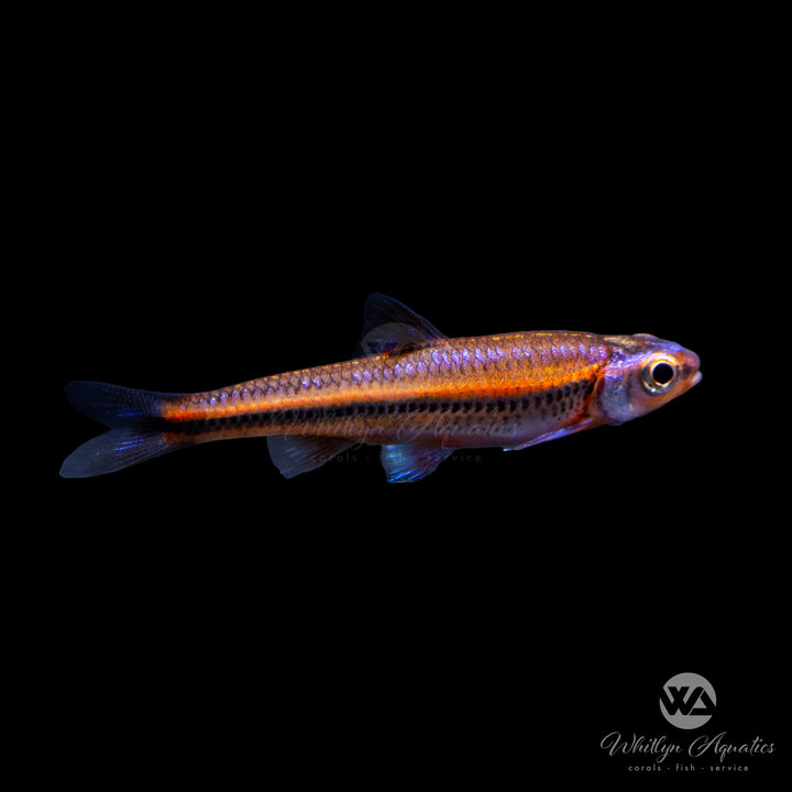 Rainbow Shiner - Notropsis chrosomus