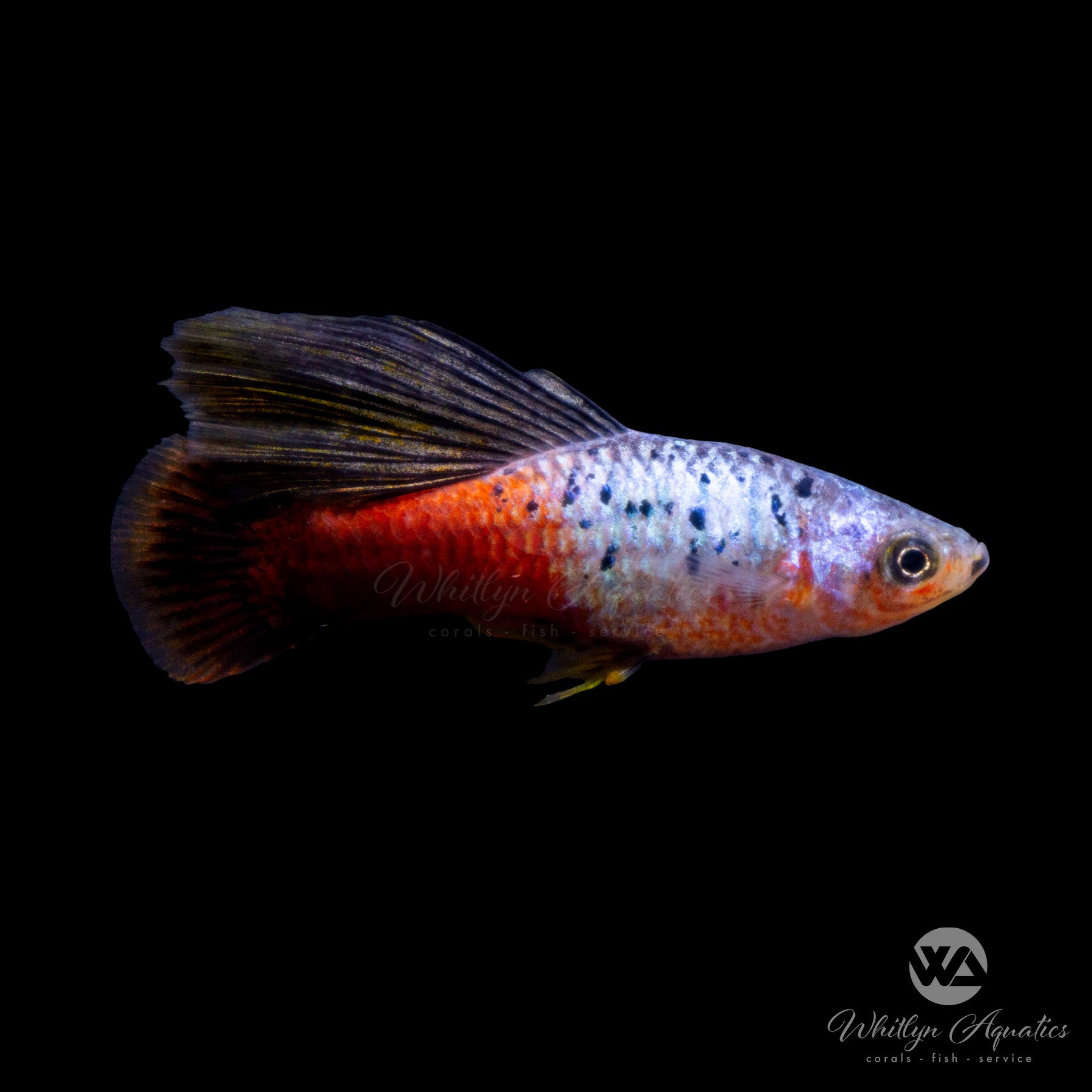 Rainbow Hi-fin Platy - Xiphophorus variatus – Whitlyn Aquatics