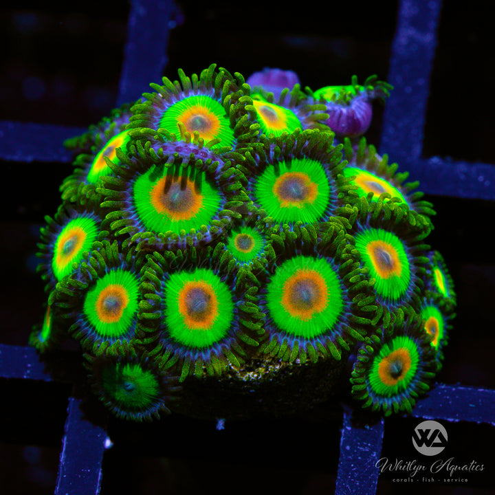 Rasta Zoa