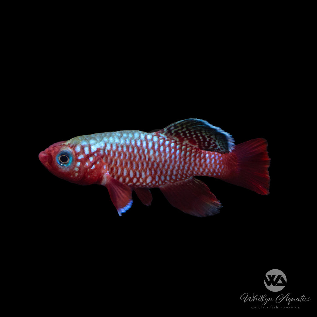 Redfish Finny By Mojo