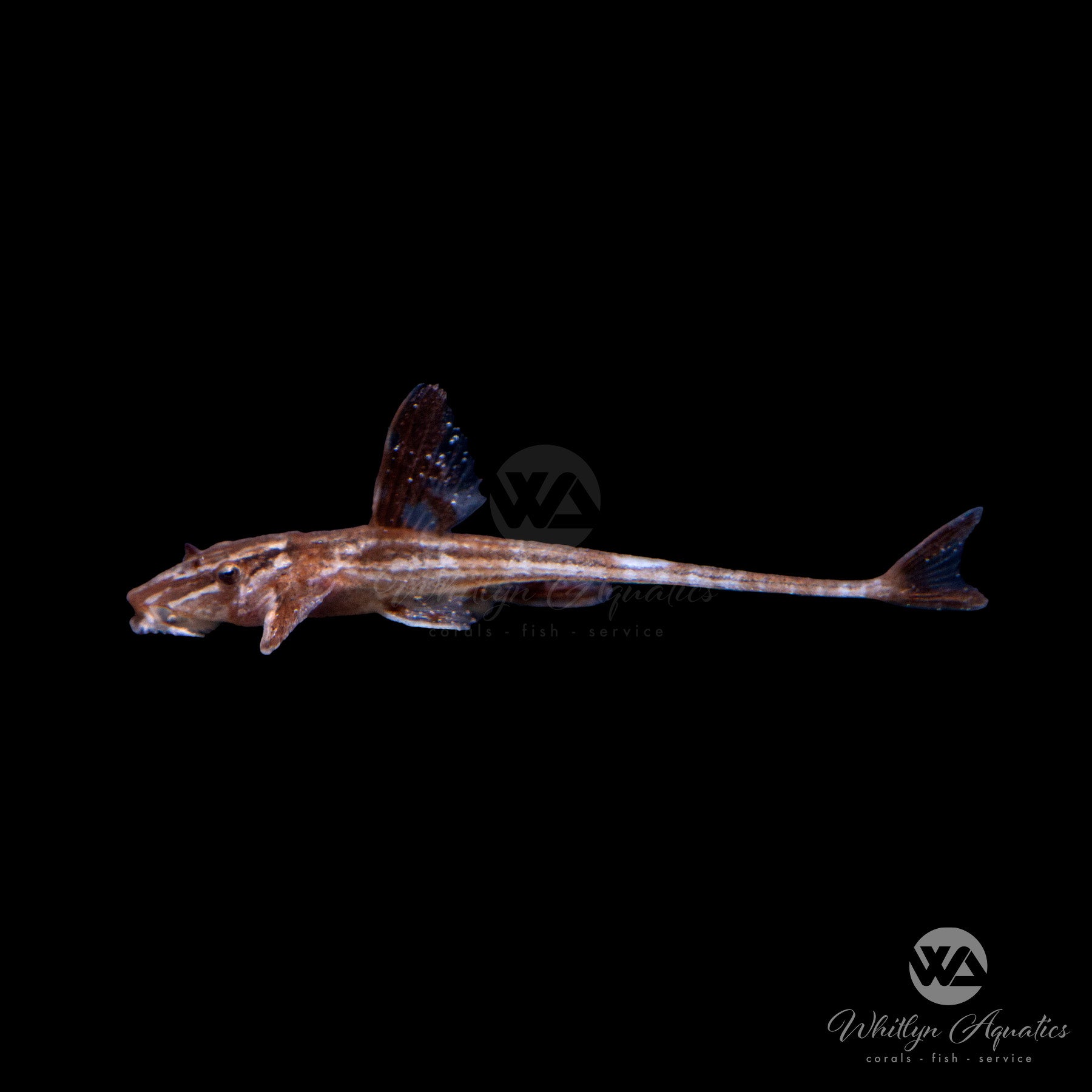 Red Lizard Fish - Rinelocaria sp. L11a – Whitlyn Aquatics