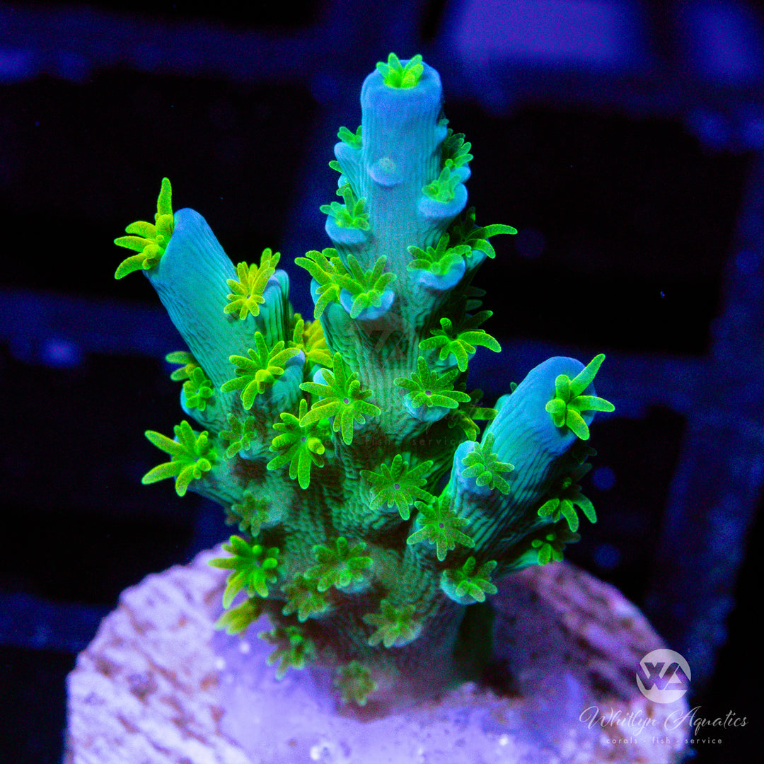 SC Orange Passion Acropora