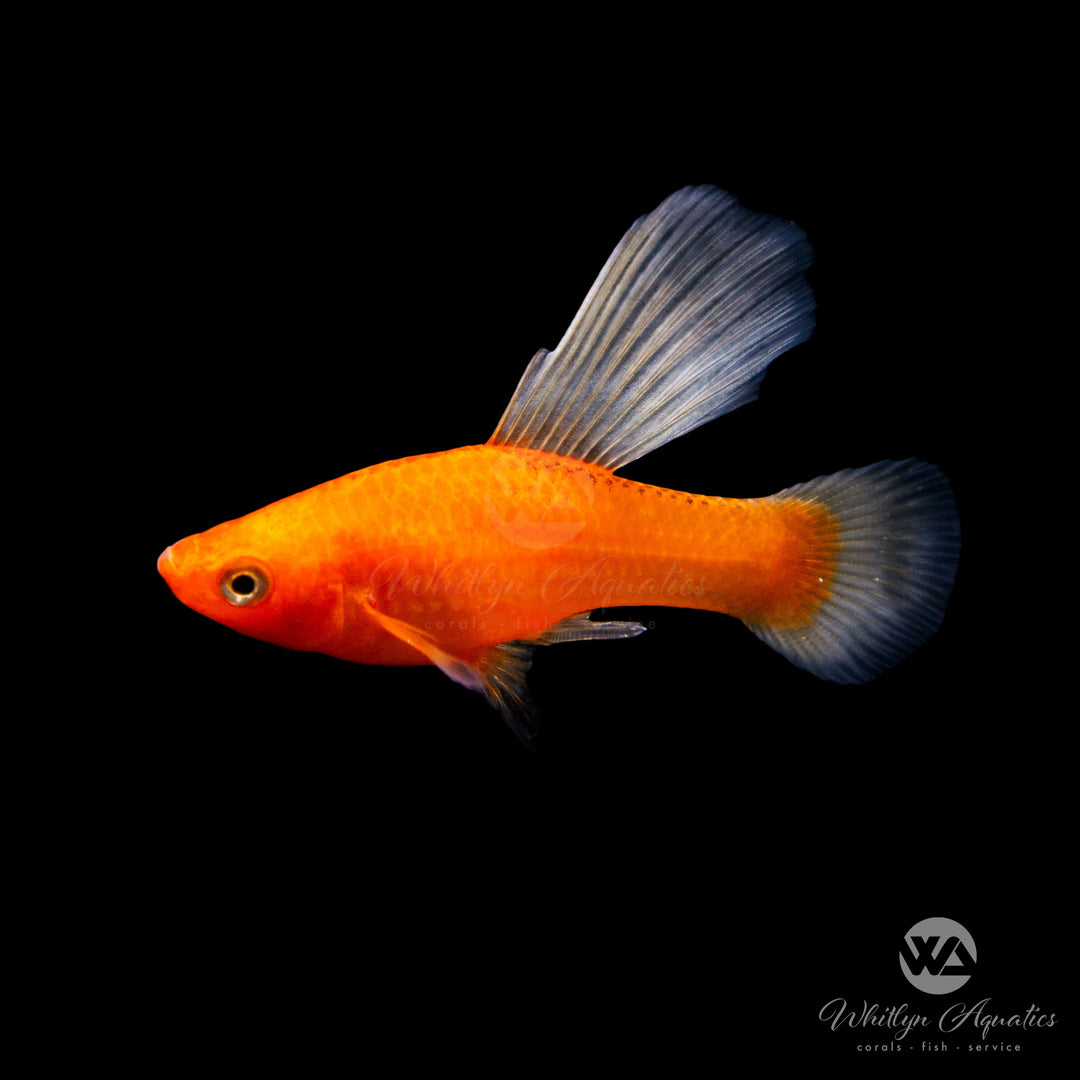 Sunrise Hi Fin Platy - Xiphophorus maculatus