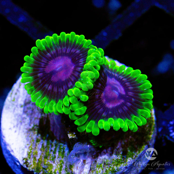 Scarlet Fever Zoa