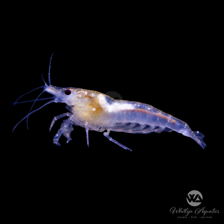 Snowball Shrimp - Neocaridina davidi