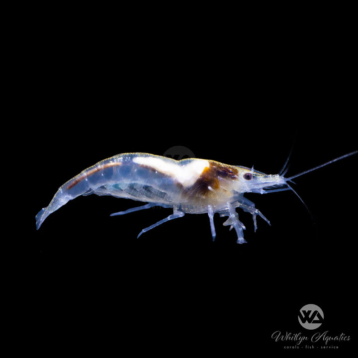 Snowball Shrimp - Neocaridina davidi