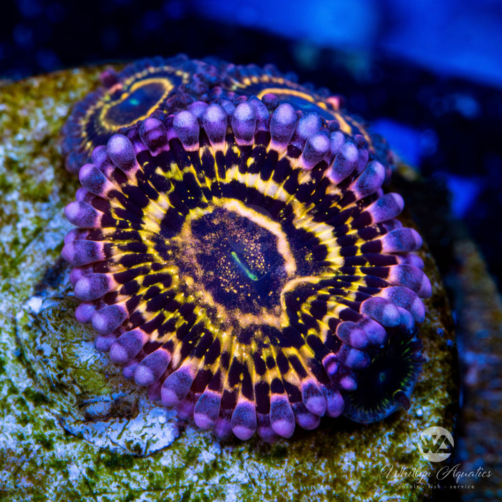 Aquacultured Stratosphere Zoa Frag WYSIWYG 4 Polyps