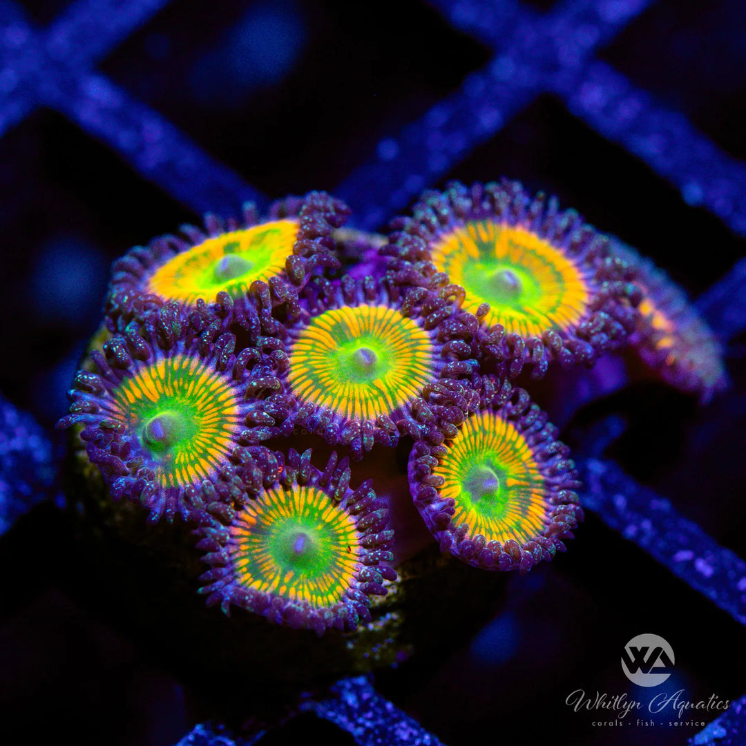 OG Sunny D Zoa