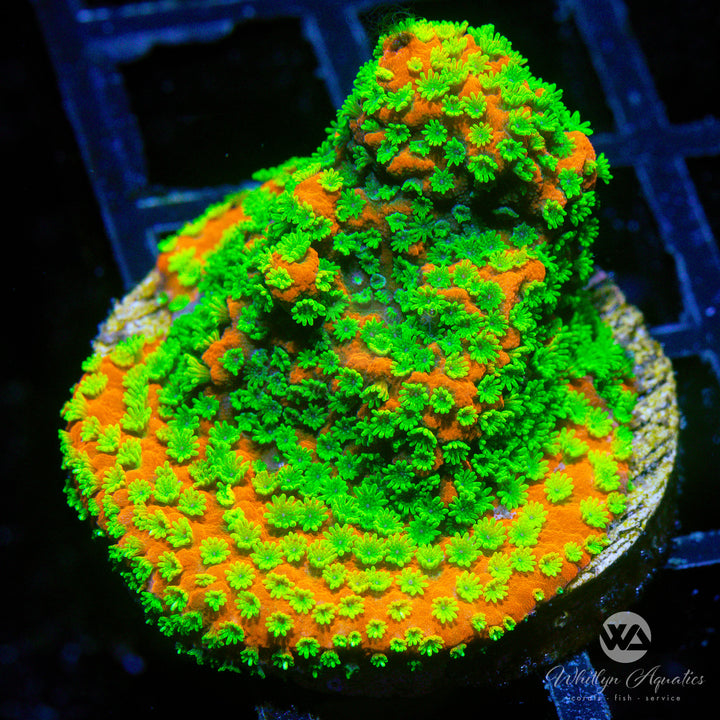 Sunset Montipora