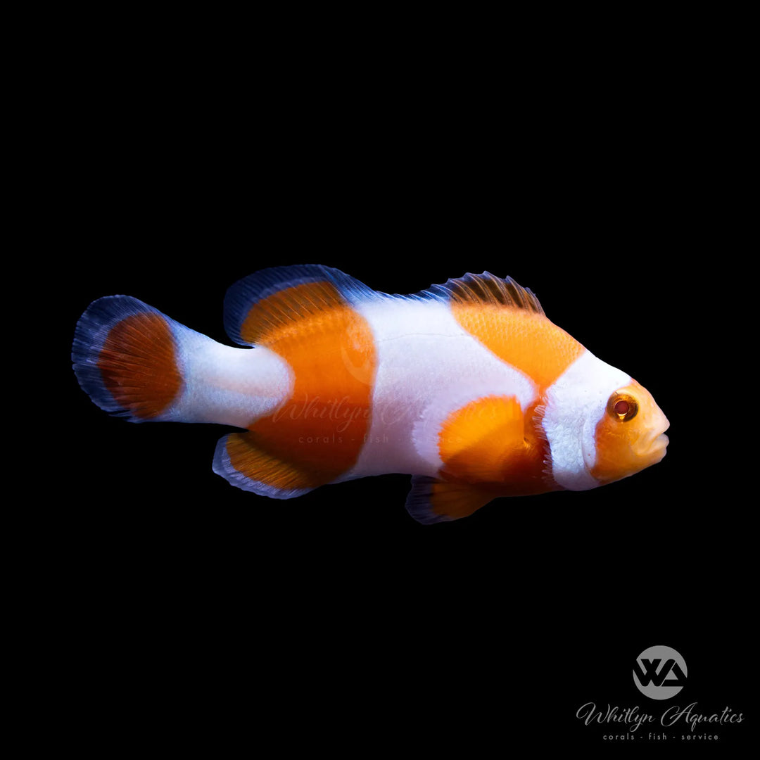 Tangerine Percula Clownfish - Amphiprion percula