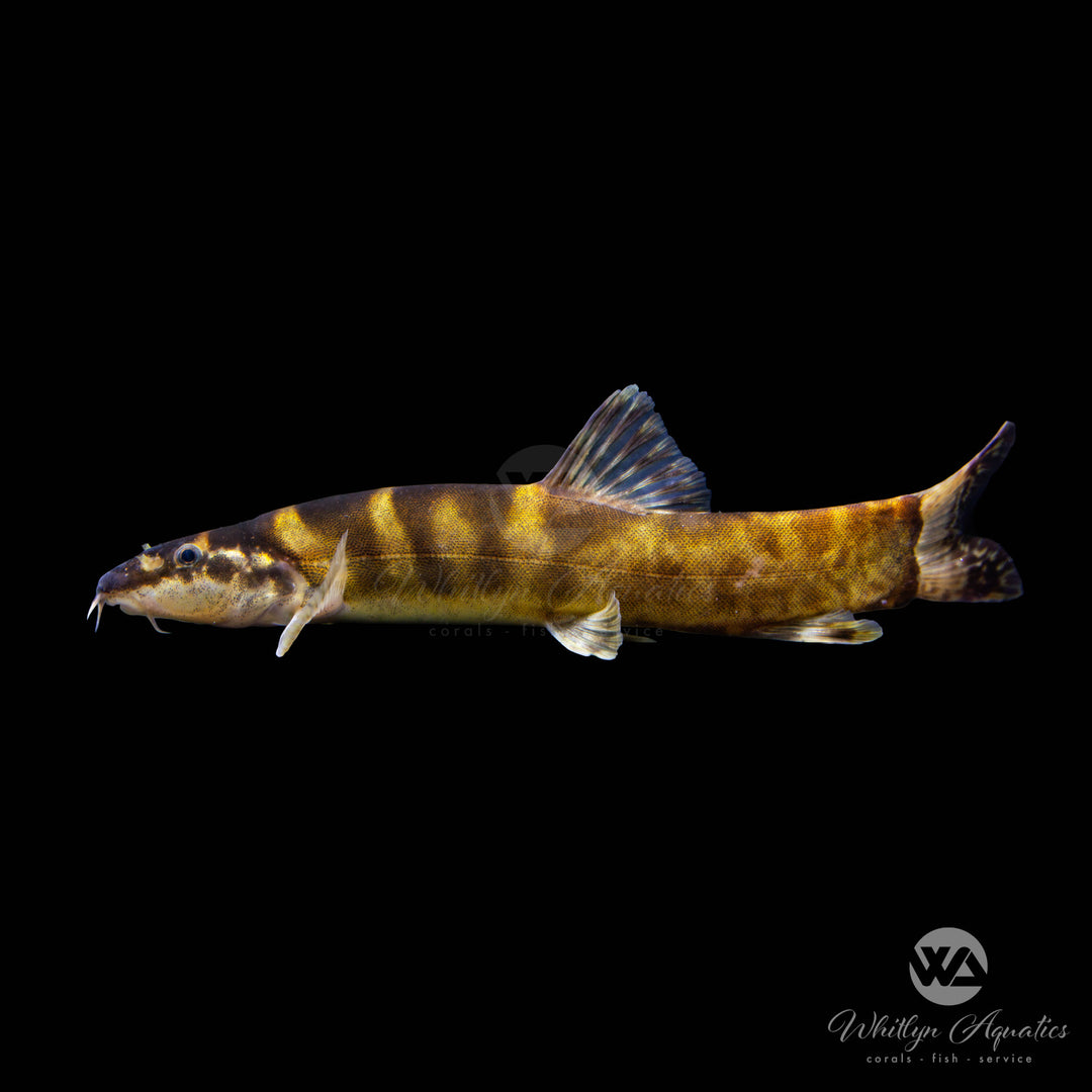 Tchang's Spined Loach-Leptobotia tchangi *Rare*