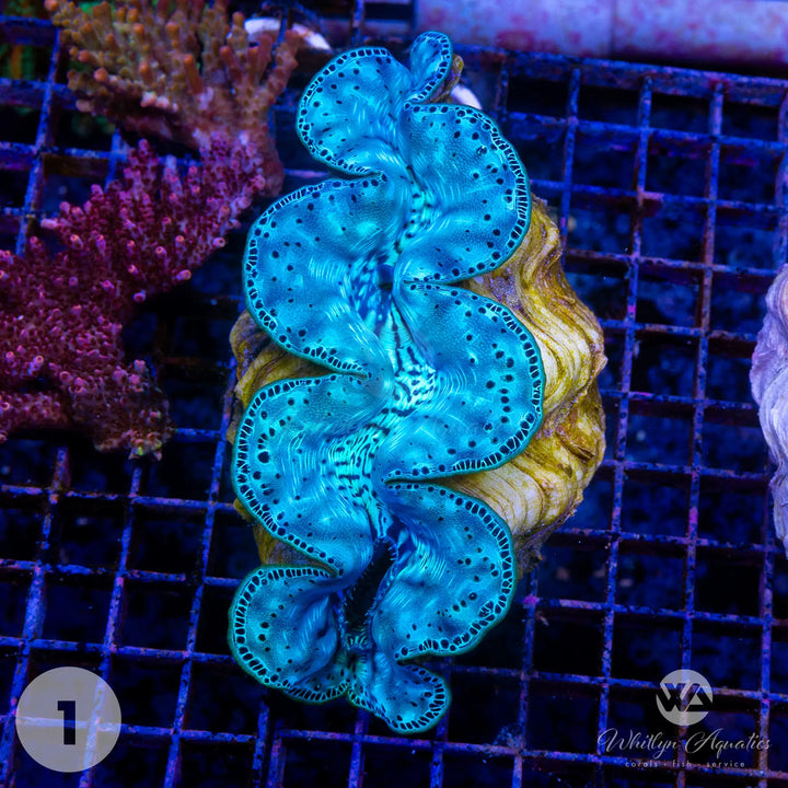 Ultra Blue Maxima Clams