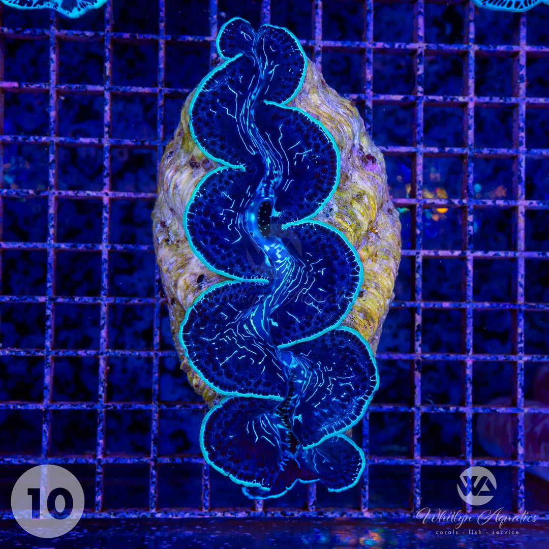 Ultra Blue Maxima Clam