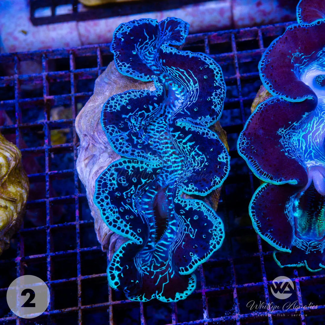 Ultra Blue Maxima Clam