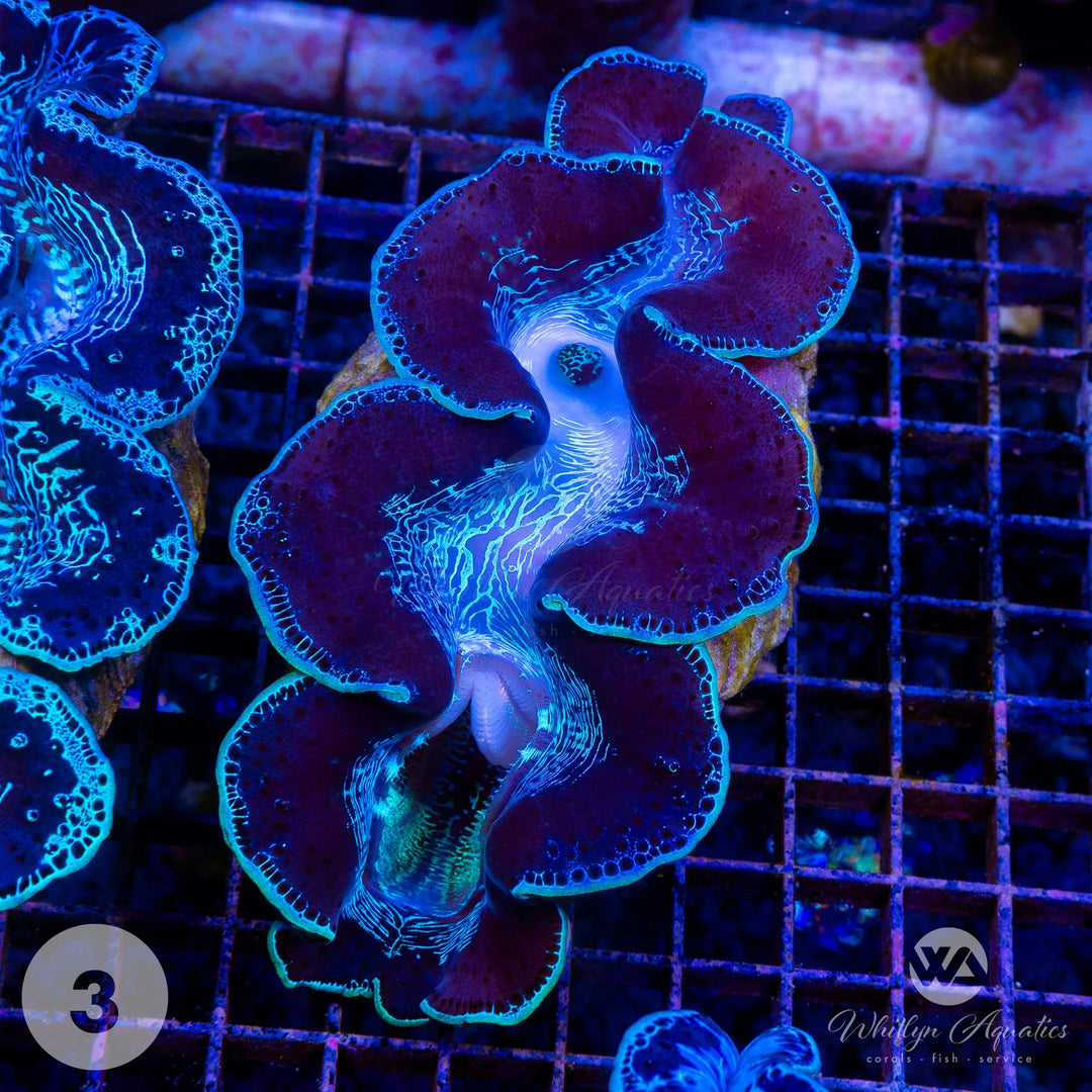 Ultra Blue Maxima Clam