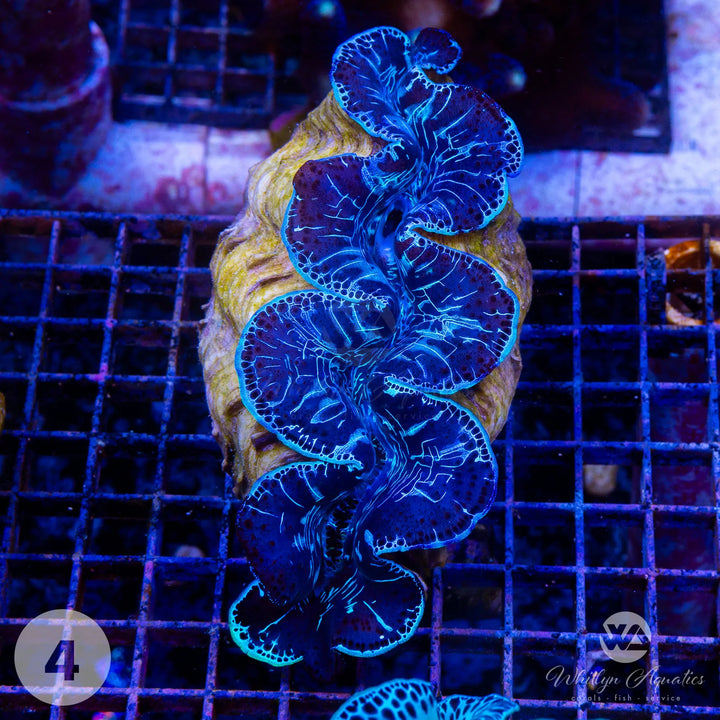 Ultra Blue Maxima Clam