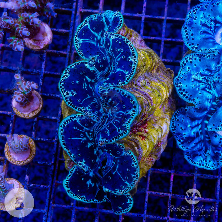 Ultra Blue Maxima Clam