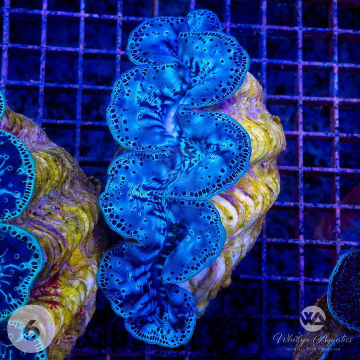 Ultra Blue Maxima Clam