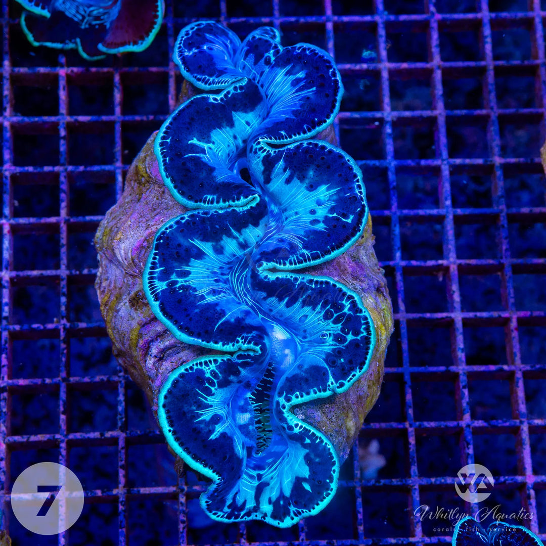 Ultra Blue Maxima Clam