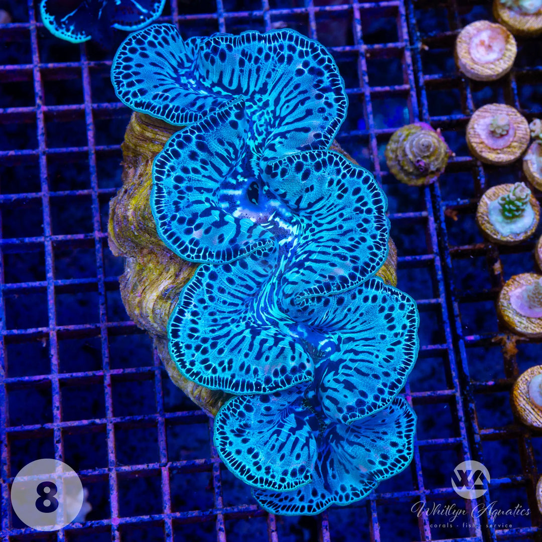 Ultra Blue Maxima Clam