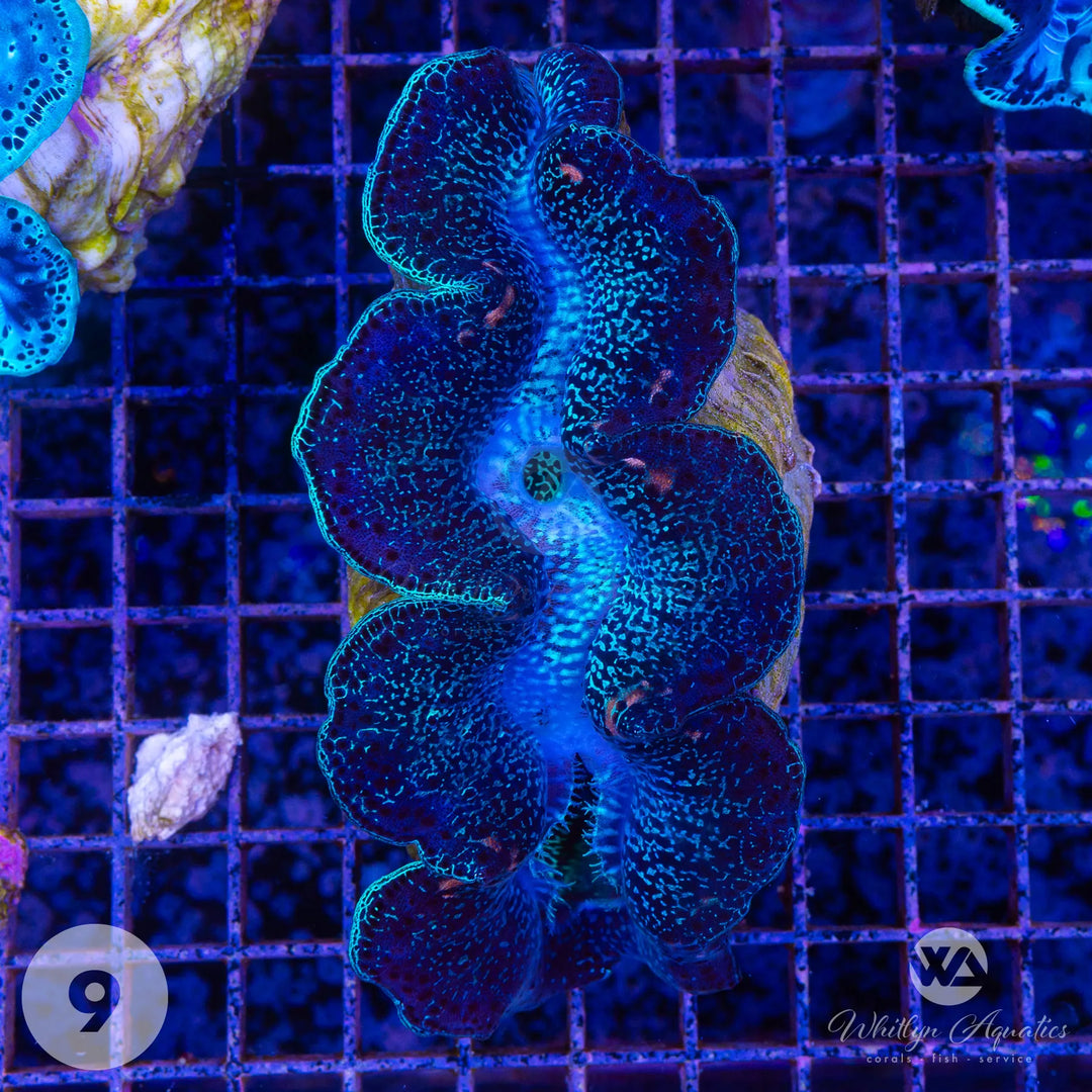 Ultra Blue Maxima Clam