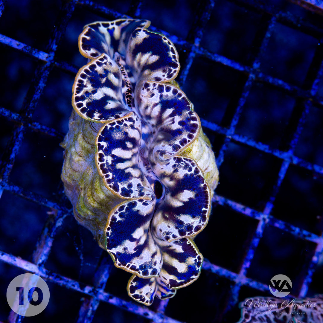 Ultra Gold Maxima Clam