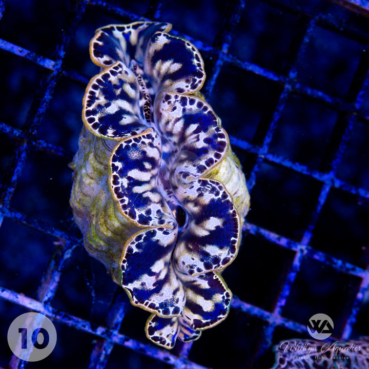 Ultra Gold Maxima Clam