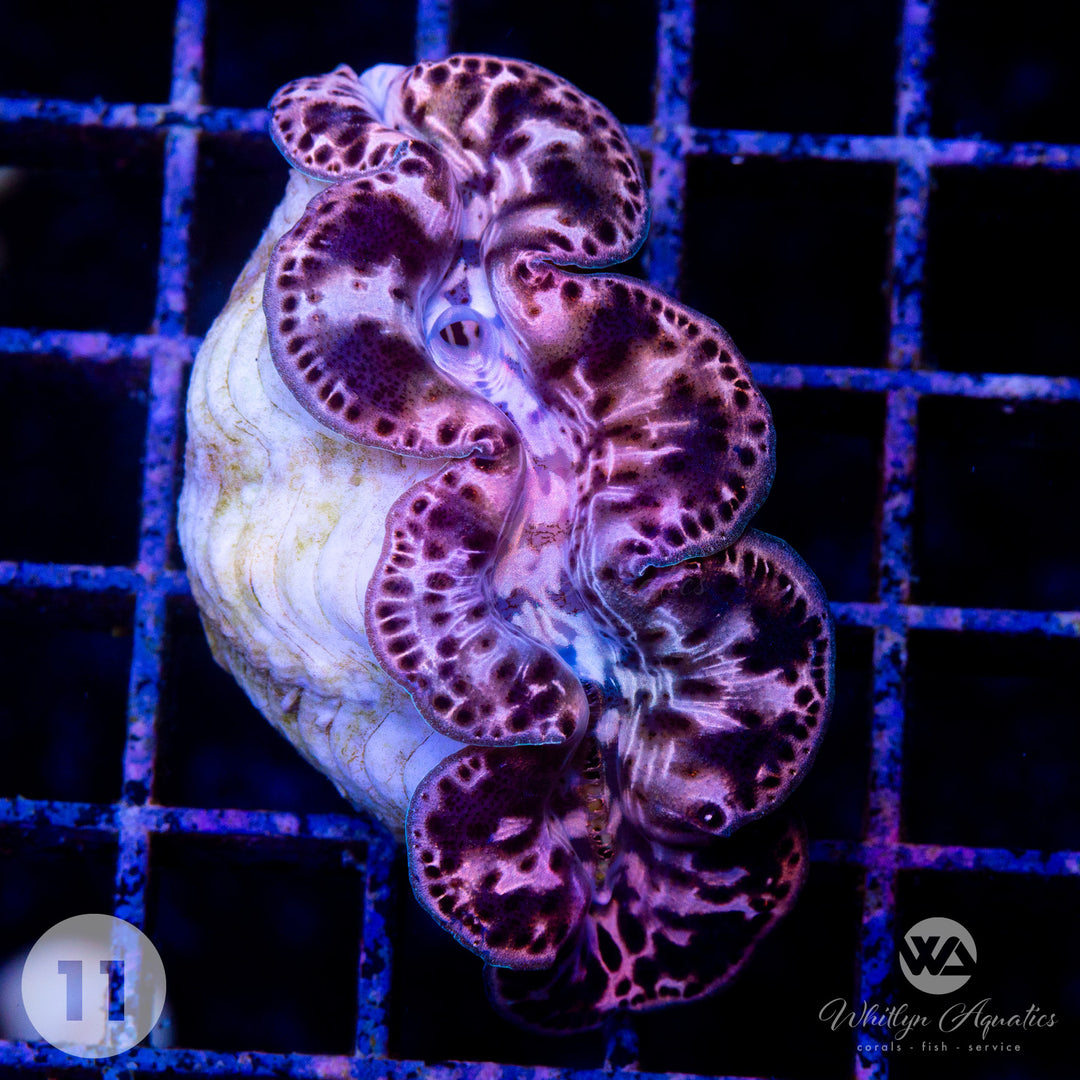 Ultra Gold Maxima Clam