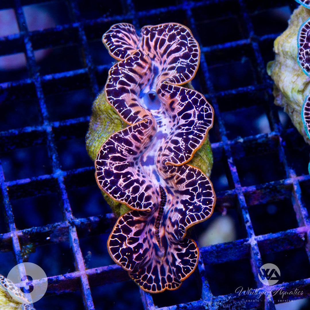 Ultra Gold Maxima Clam