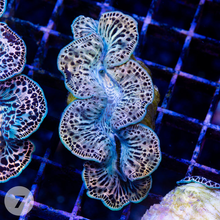 Ultra Gold Maxima Clam