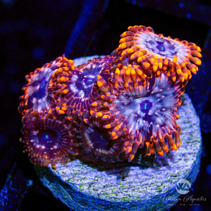 Utter Chaos Zoa