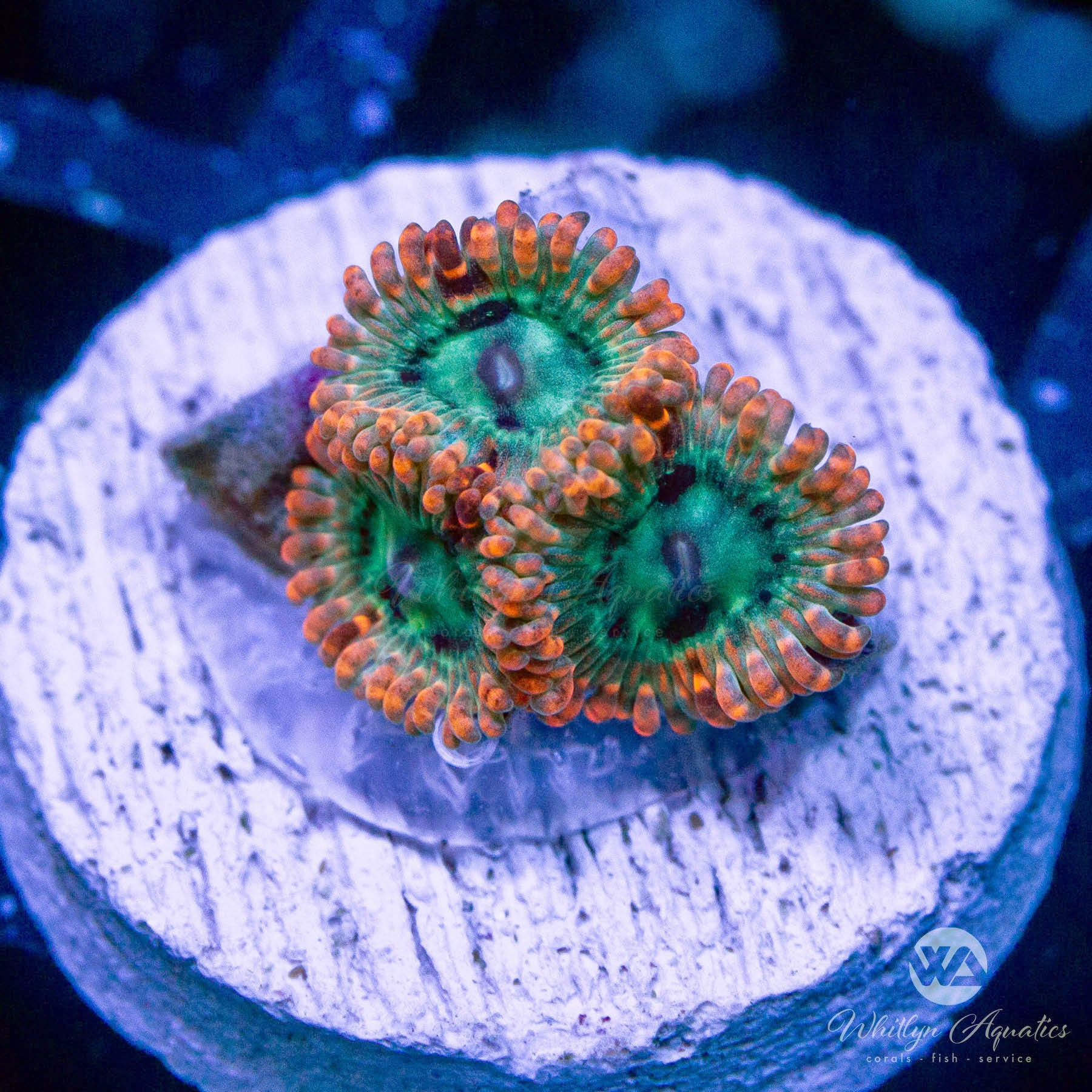 Utter Peace Zoa – Whitlyn Aquatics