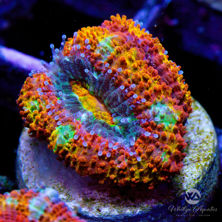 WA Clockwork Orange Acan