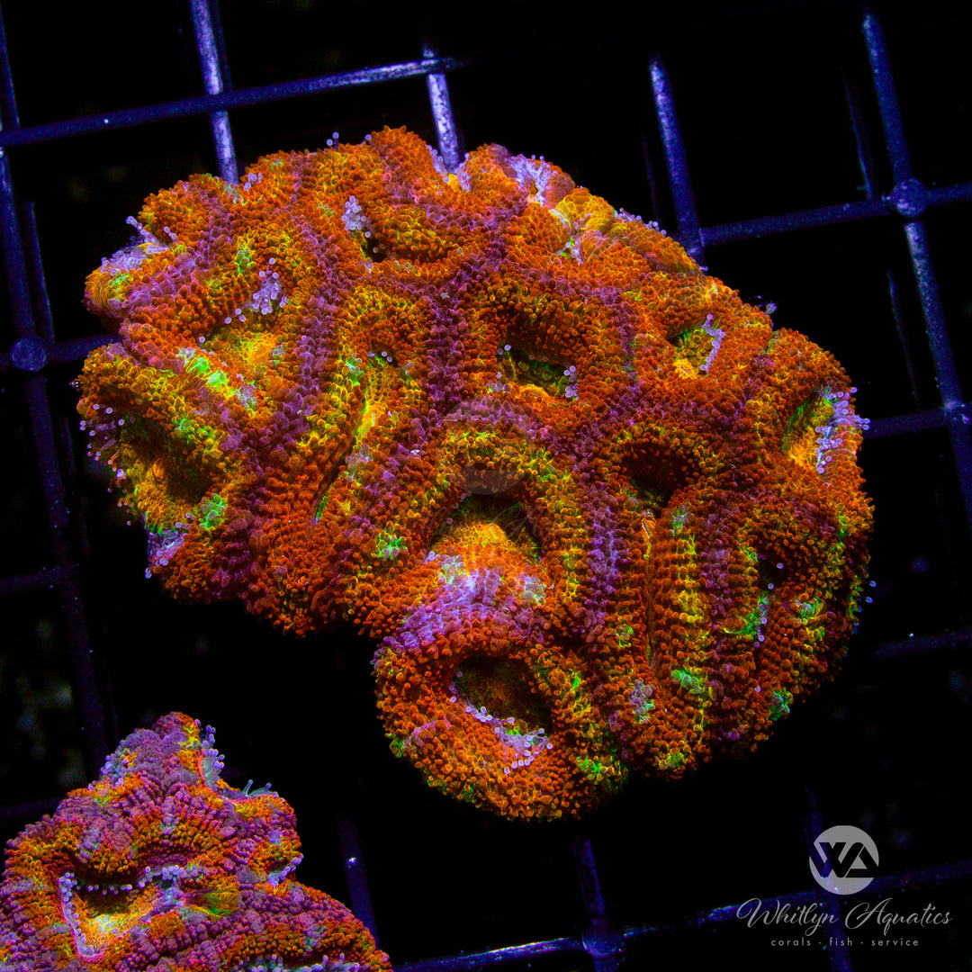 WA Clockwork Orange Acan