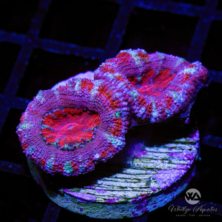 WA Grape Peppermint Acan (Big Polyp)