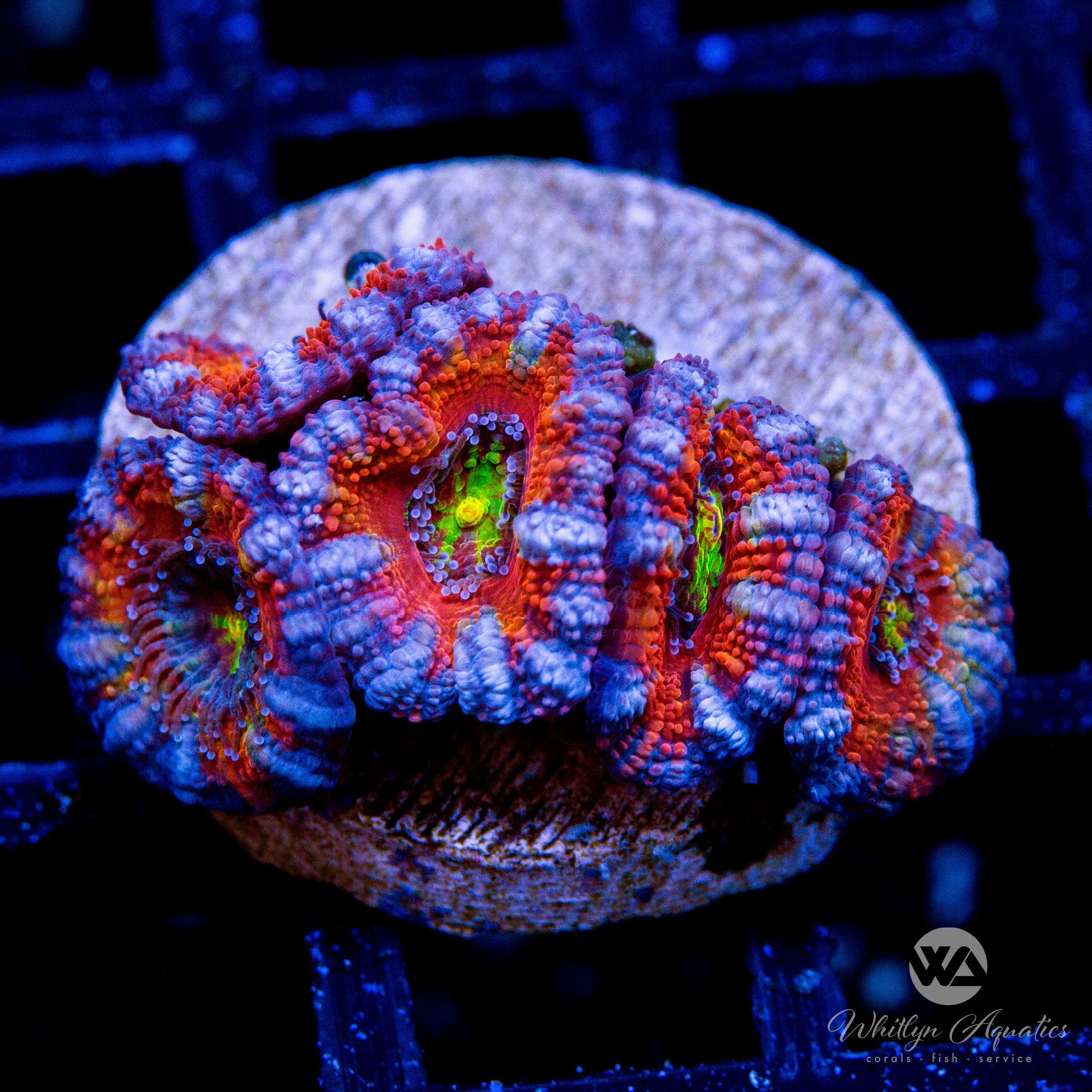 WA Heart of Gold Acan – Whitlyn Aquatics