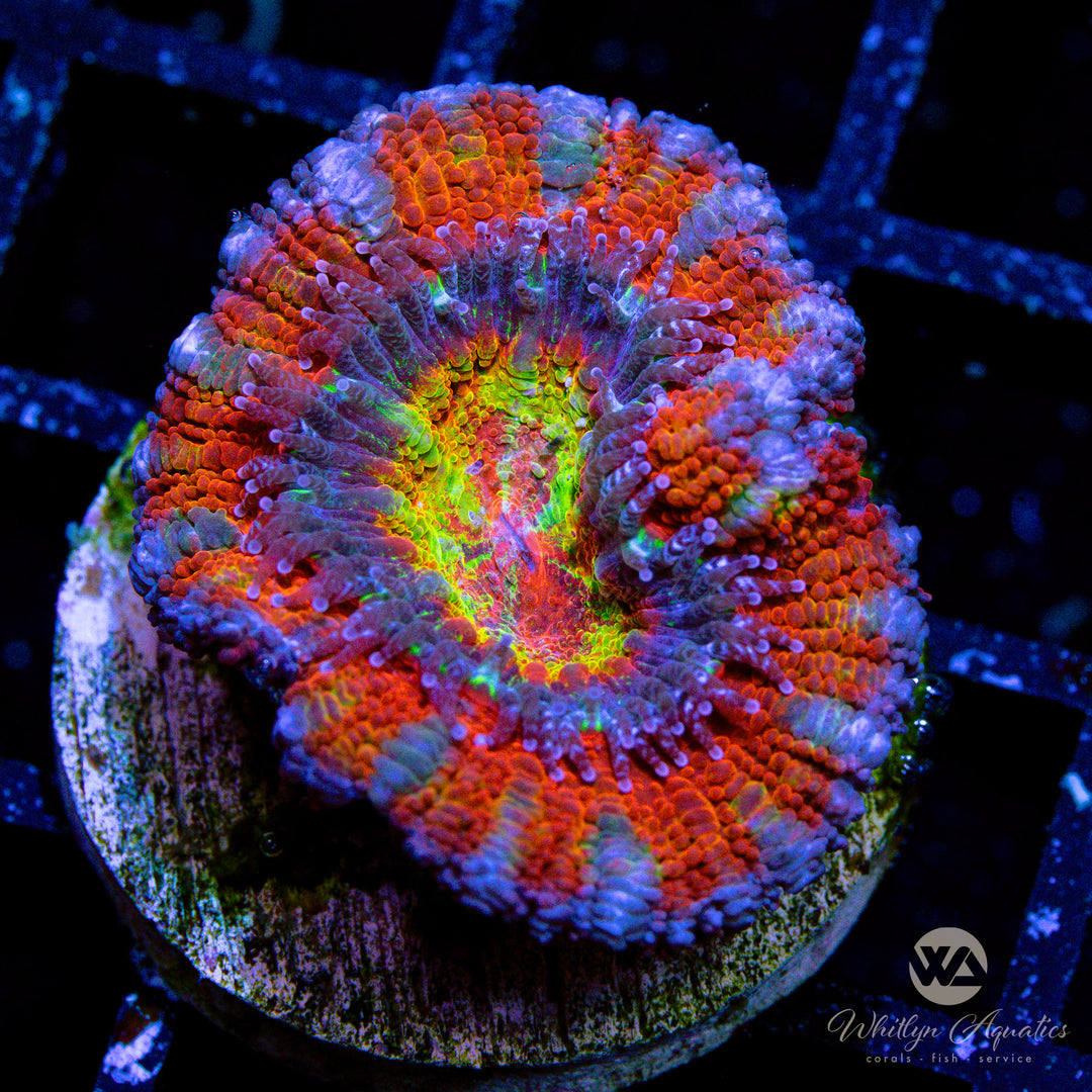 WA Kaleidoscope Acan