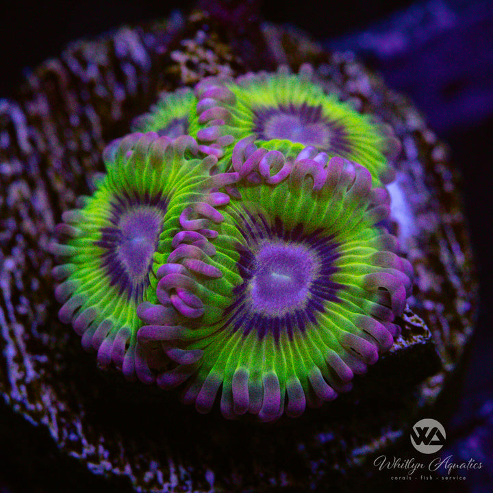 WA Kiwi Zoanthids