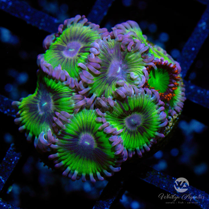 WA Kiwi Zoanthids