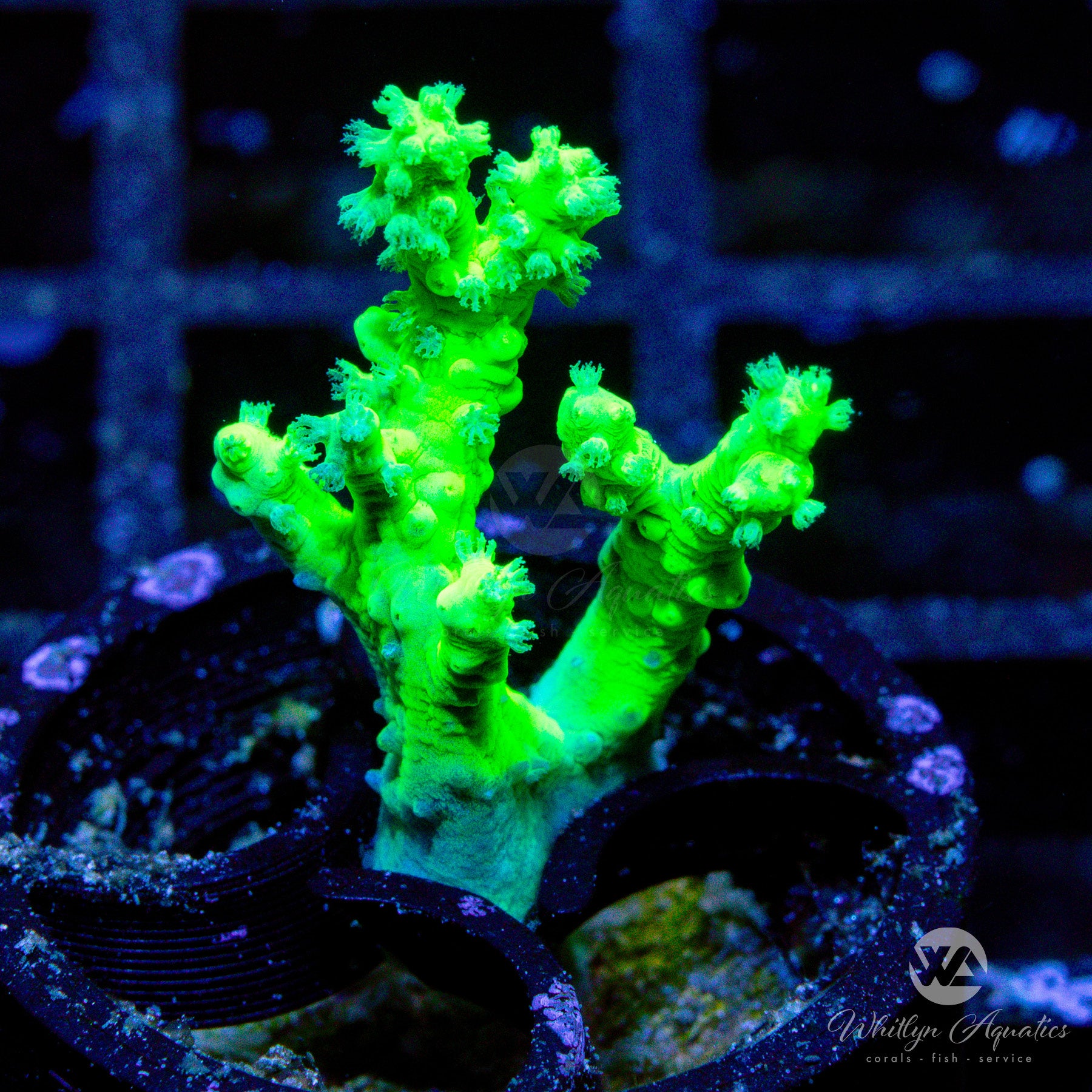 WA Neon Green Nephthea Coral – Whitlyn Aquatics