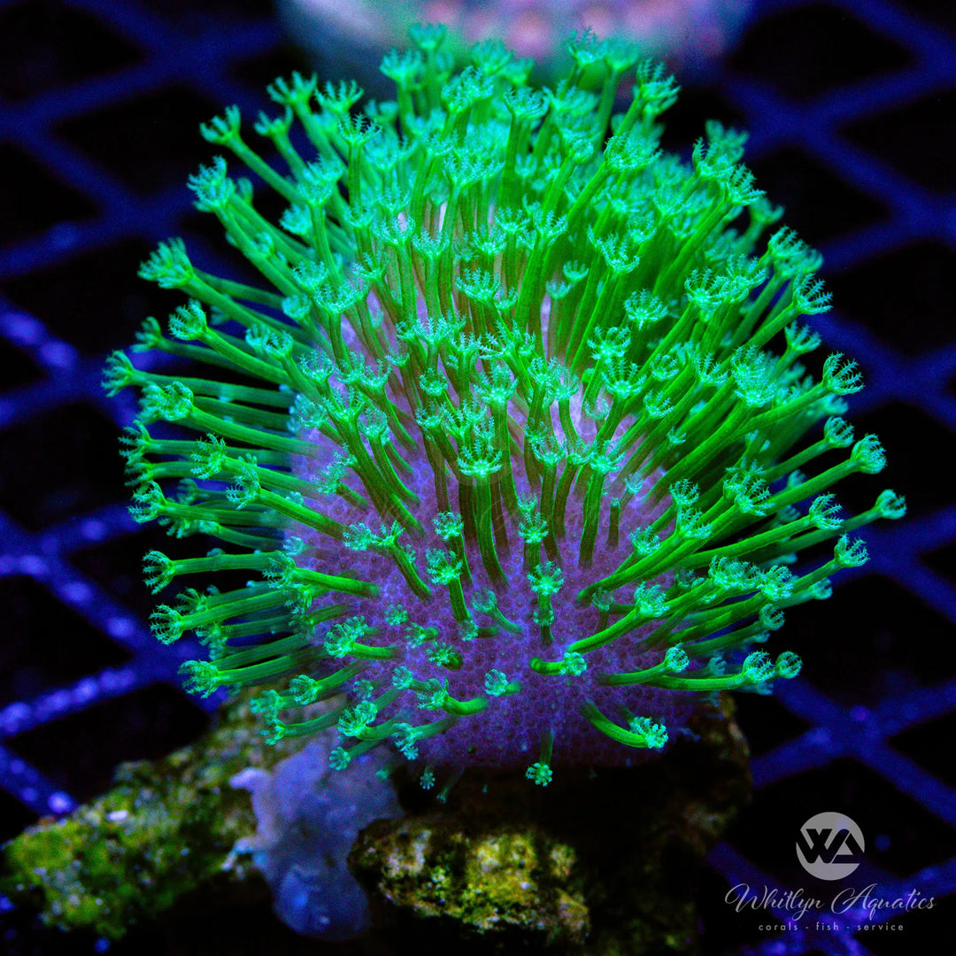 WA Neon Green Toadstool