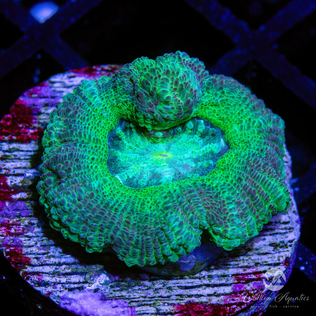 WA Palm Beach Asian Acan