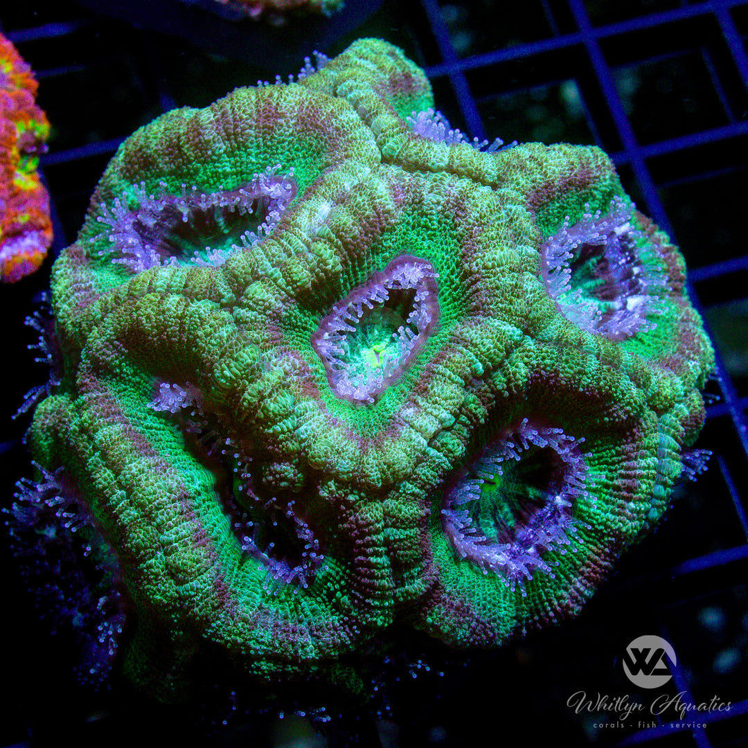 WA Palm Beach Asian Acan