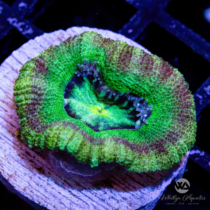 WA Palm Beach Asian Acan